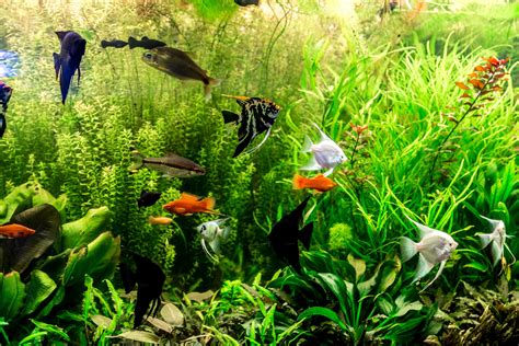 Aquarium Buyer’s Guide: Complete Kits vs Individual Components