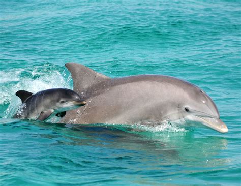 Bottlenose dolphins help a UCF-led research team - College of Sciences ...