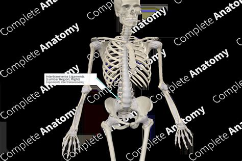 Intertransverse Ligaments (Lumbar Region; Right) | Complete Anatomy
