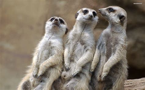 Meerkat Wallpapers - Wallpaper Cave