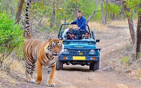 Jim Corbett National Park-Jim Corbett Wildlife Safari In India