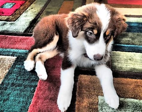 Aussie Husky (Australian Shepherd & Husky Mix): Info, Pictures ...