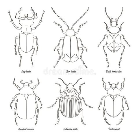 Beetle Outline