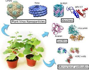 Special Current Opinion in Biotechnology issue Issue: Plant ...