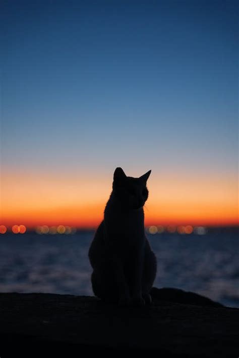 Silhouette of Cat during Sunset · Free Stock Photo