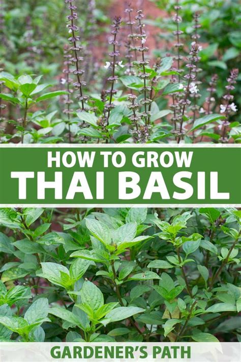 How to Plant and Grow Thai Basil | Gardener’s Path