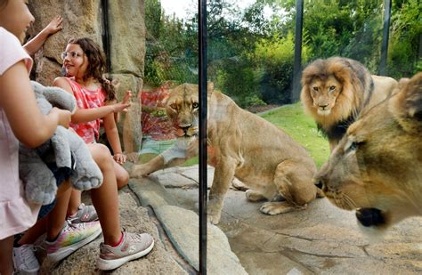 Fort Worth Zoo introduces newest exhibit, Predators of Asia & Africa