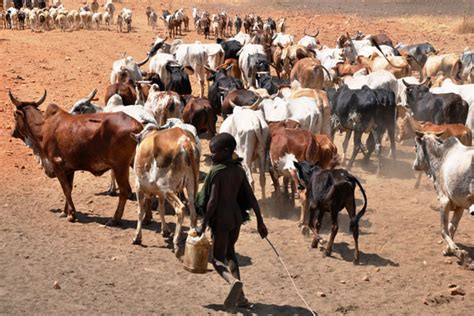 Government moves to abolish nomadic pastoralism - Daily Monitor