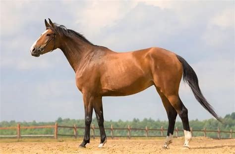 9 Best Dressage Horse Breeds (For All Levels) - Horsey Hooves