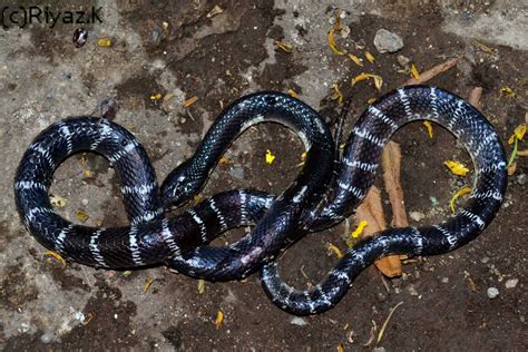 kingsnake blog Kingsnake.com Blog - Common krait: The silent killer