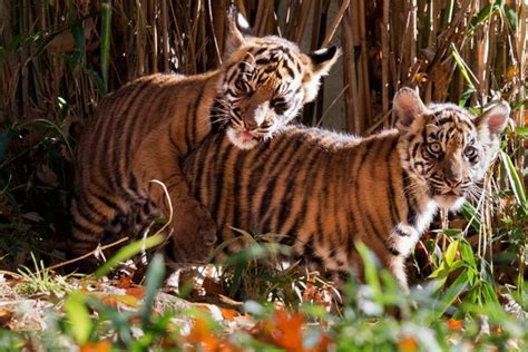 National Zoo Tiger Cubs Make Their Debut, Prove Two Is Cuter Than One | HuffPost