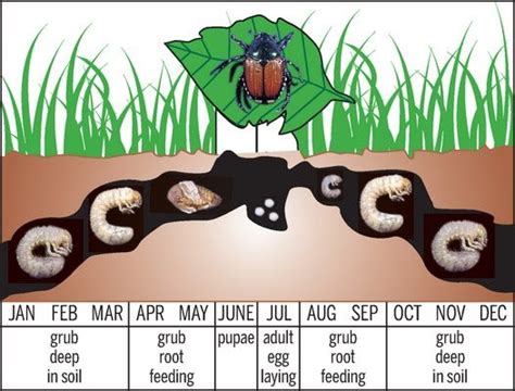 Colorado Garden Punch List : Japanese Beetle Spring Larvae Control