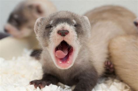 Black-footed Ferret Facts, Habitat, Diet, Life Cycle, Babies, Pictures