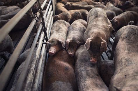 Smithfield closing almost 40 farms in Missouri - Pig Progress