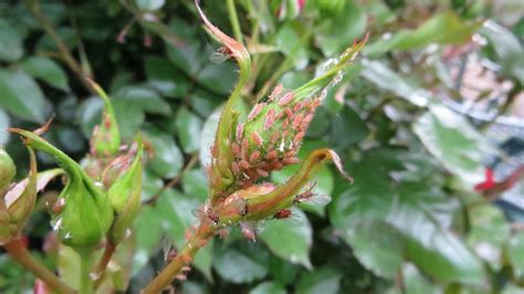 Rose Aphids | solvepest