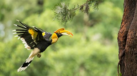 Rare footage of great hornbill couple breeding chicks in SW China - CGTN