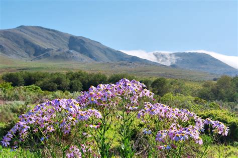 Fernkloof Nature Reserve: Biodiversity Hub of the Whale Coast | Xplorio ...