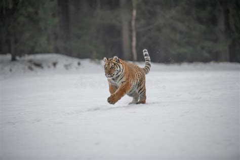 Siberian Tiger Running in Snow Stock Image - Image of beast, rough: 258305523