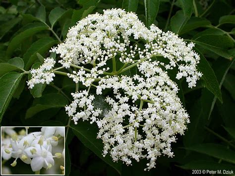 Sambucus canadensis (Common Elderberry): Minnesota Wildflowers