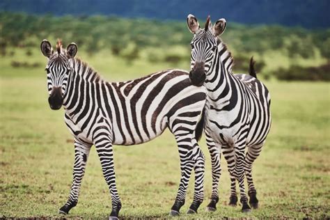 Are Zebras Horses? 11 Facts About Zebras and Horses - Helpful Horse Hints