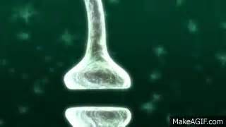 BBC-Synapse between two neurons on Make a GIF