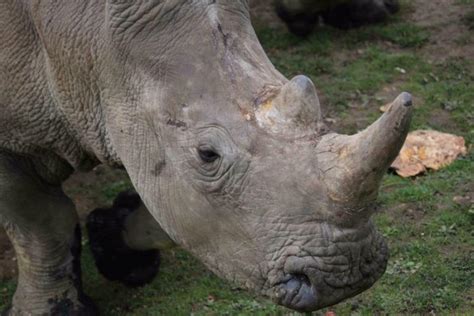 Someone Did The Unthinkable To This Protected Rhino In A Zoo