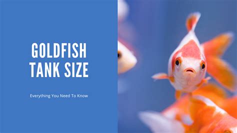 Goldfish Tank Size - Everything You Need To Know - AquariumStoreDepot