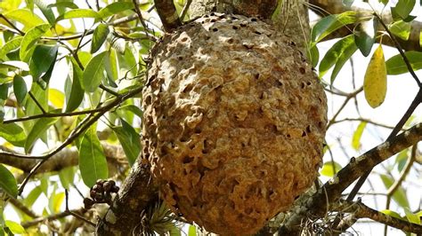 Nest of ants on trees, Arboreal ant colony, poisonous insects, Arboreal ...