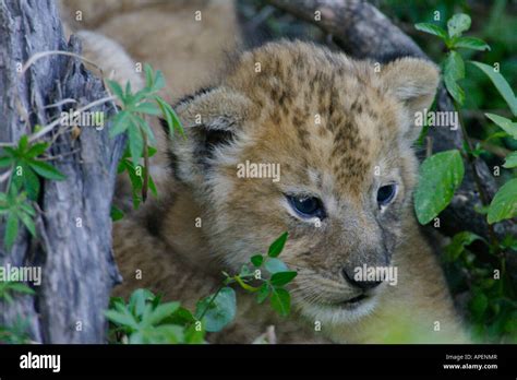 African Lion Cub Stock Photo - Alamy