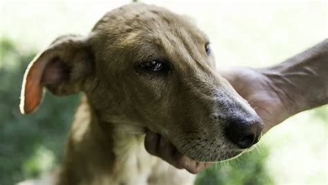 Anemia In Dogs: Causes, Symptoms, & Treatment - DogTime