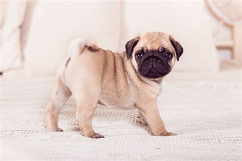 Pug Images – Browse 89,367 Stock Photos, Vectors, and Video | Adobe Stock