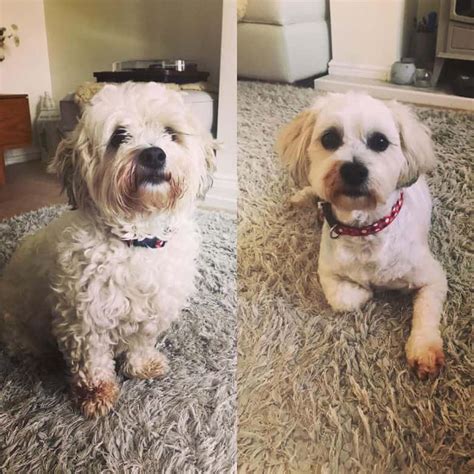 The Shichon (A.K.A Shih Tzu and Bichon Mix): Everything you need to know - K9 Web