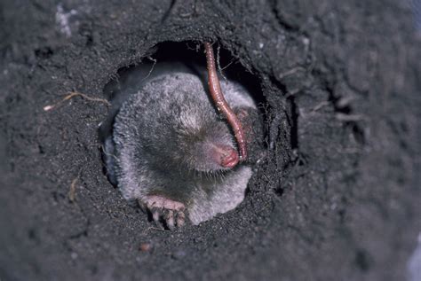 How to Get Rid of Moles in Your Lawn