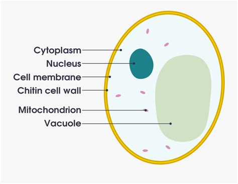 Labelled Diagram Of A Yeast Cell , Free Transparent Clipart - ClipartKey