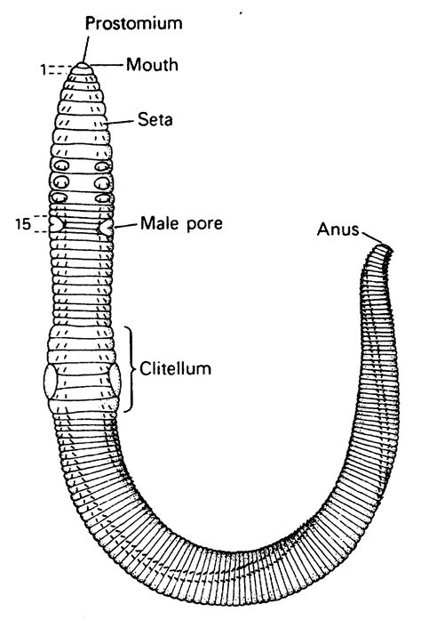 Diagram Of A Dissected Earthworm