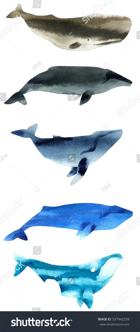 Watercolor Sketch Whales Illustration Isolated On Stock Illustration ...