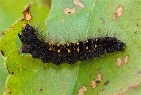 Black Caterpillars: An Identification Guide (With Photos) | Black caterpillar, Caterpillar, Black