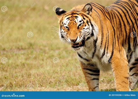 Tiger Eating Royalty Free Stock Photos - Image: 20159208