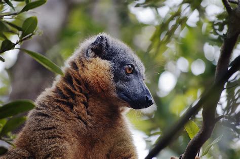 The importance of Madagascar's lowland rainforest for lemur conservation