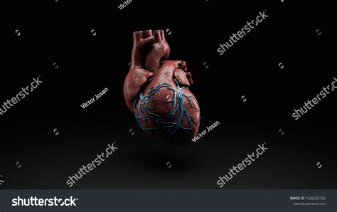 Anatomy Human Heart Isolated On Black Stock Illustration 1536655730 ...