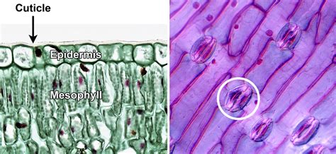 Leaf Structure & Evolution - Digital Atlas of Ancient Life