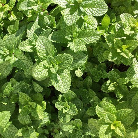 Organic Peppermint Plant Seeds – SEEDTOPIA