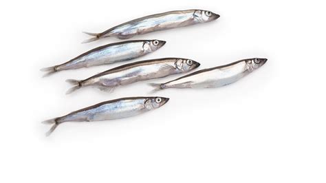 Capelin | Mallotus villosus | Seafood from Canada