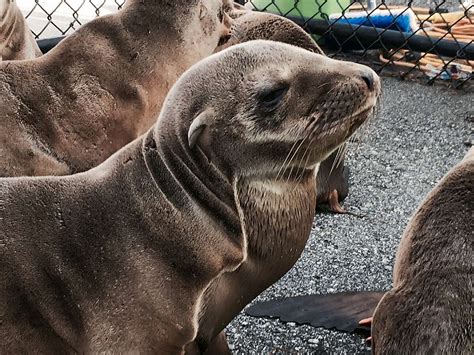 Warmer ocean blamed for struggling sea lion pups found at beaches