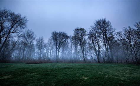 Dark Woods, Trees, Fog, Green Grass Ultra, Seasons, Autumn, Nature ...