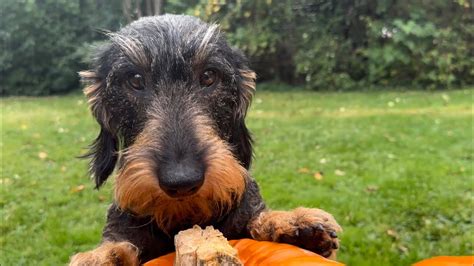 Cute dachshund supervises pumpkin carving #TeddyTheDachshund - YouTube