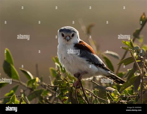 Pygmy Falcon Stock Photo - Alamy