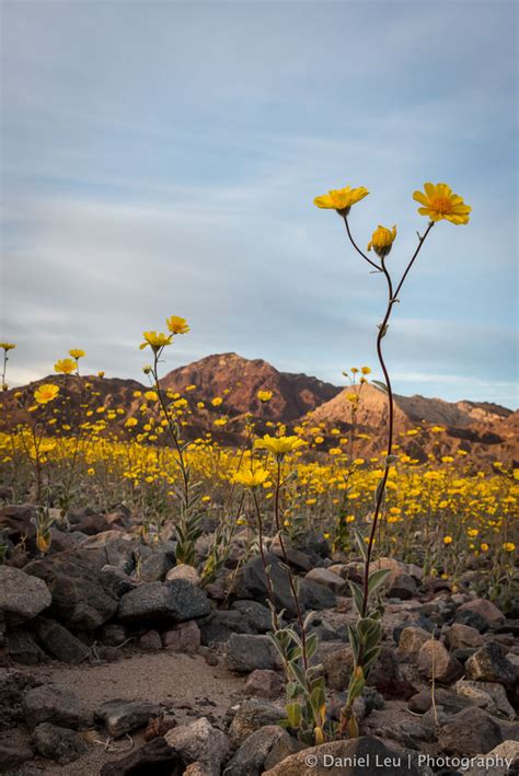 DL_20160228_DSC4591_Death_Valley_Wildflowers.jpg - Daniel Leu Photography