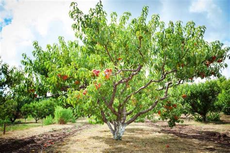 peach tree | Kellogg Garden Organics™