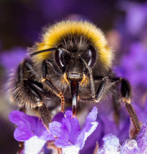 Buff-tailed Bumblebee - Insect Week